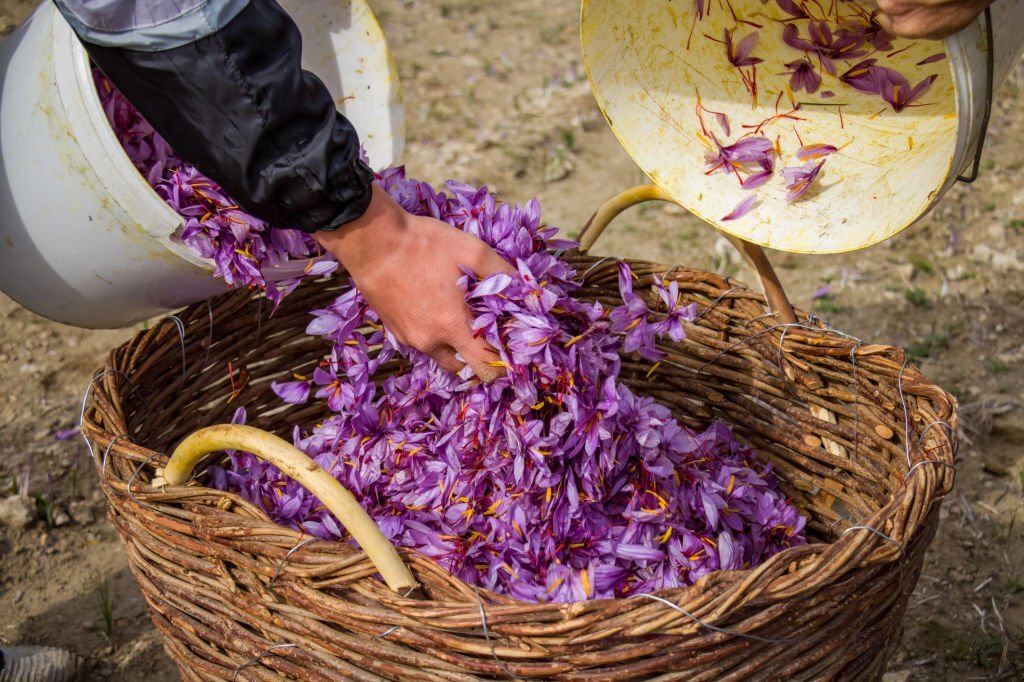 Unlock the Magic of Saffron: High-Quality, Authentic Saffron for the Finest Cuisine!